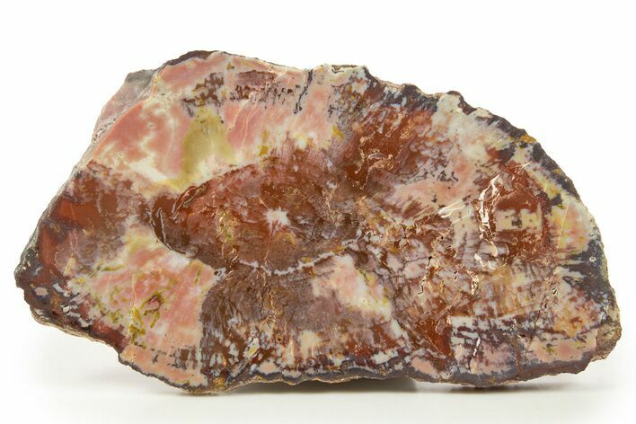 Colorful Polished Petrified Wood End-Cut - Arizona #322686